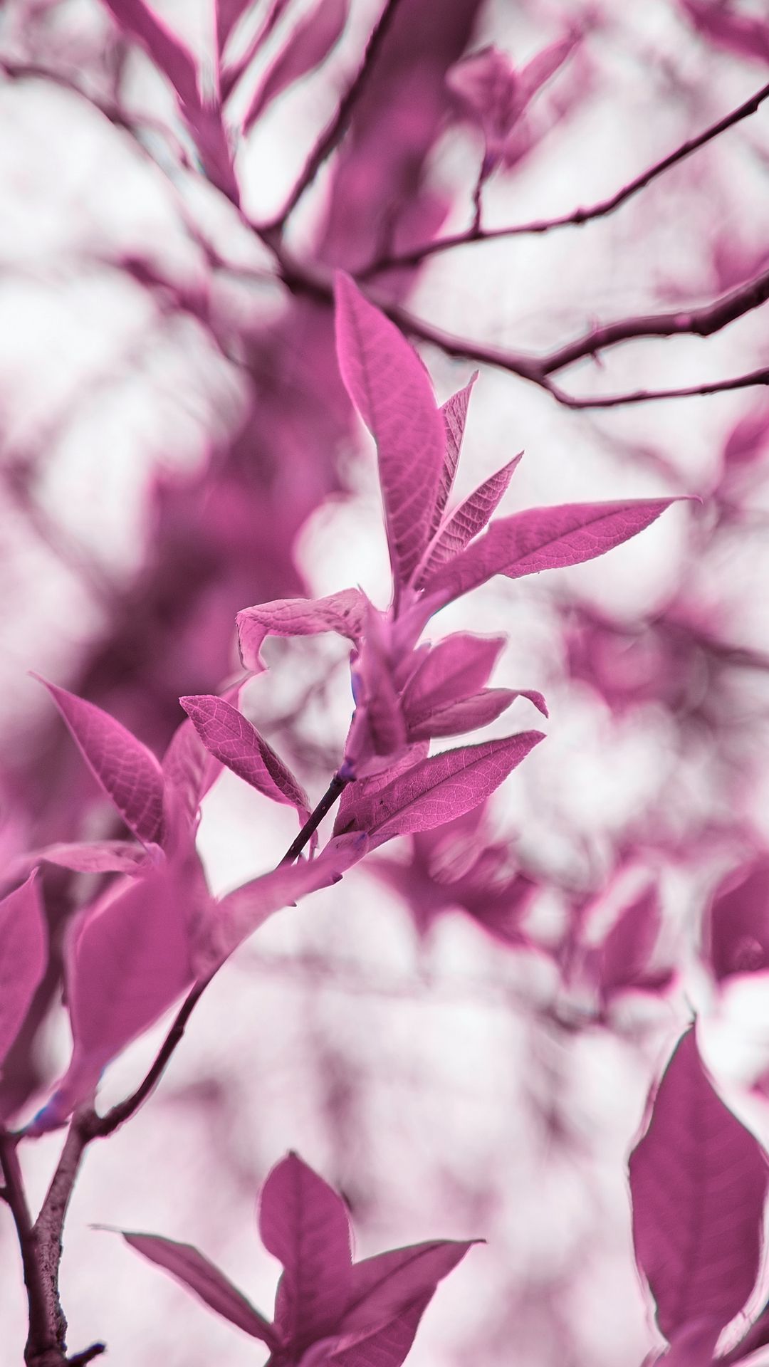Download wallpaper 1080x1920 branches, leaves, macro, plant, purple