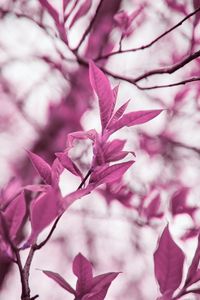 Preview wallpaper branches, leaves, macro, plant, purple