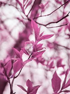 Preview wallpaper branches, leaves, macro, plant, purple