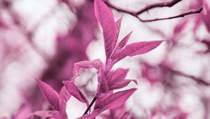 Preview wallpaper branches, leaves, macro, plant, purple