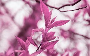 Preview wallpaper branches, leaves, macro, plant, purple