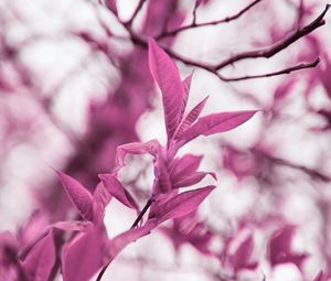 Preview wallpaper branches, leaves, macro, plant, purple