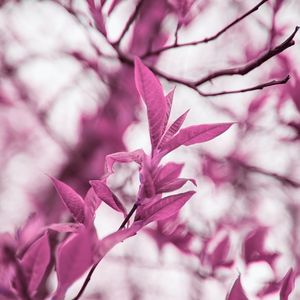 Preview wallpaper branches, leaves, macro, plant, purple