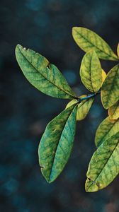 Preview wallpaper branches, leaves, macro, autumn, green