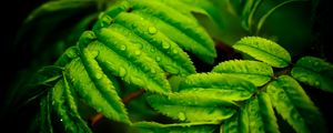 Preview wallpaper branches, leaves, macro, drops