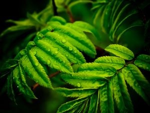 Preview wallpaper branches, leaves, macro, drops