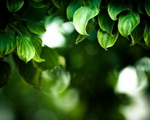 Preview wallpaper branches, leaves, macro