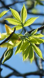 Preview wallpaper branches, leaves, macro