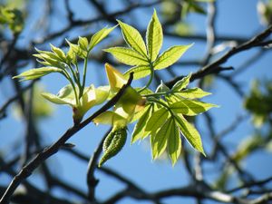 Preview wallpaper branches, leaves, macro