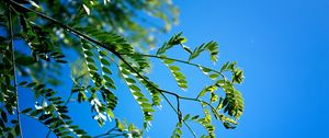 Preview wallpaper branches, leaves, macro, sky