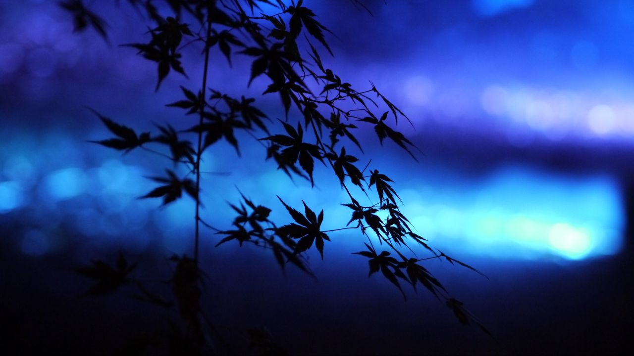 Wallpaper branches, leaves, maple, silhouettes, blue, dark