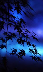 Preview wallpaper branches, leaves, maple, silhouettes, blue, dark