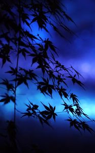 Preview wallpaper branches, leaves, maple, silhouettes, blue, dark