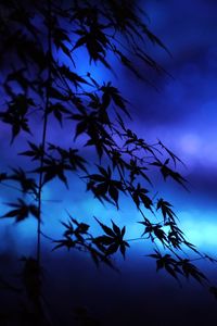 Preview wallpaper branches, leaves, maple, silhouettes, blue, dark