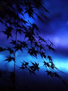 Preview wallpaper branches, leaves, maple, silhouettes, blue, dark