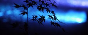 Preview wallpaper branches, leaves, maple, silhouettes, blue, dark