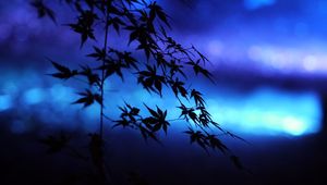 Preview wallpaper branches, leaves, maple, silhouettes, blue, dark