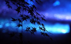 Preview wallpaper branches, leaves, maple, silhouettes, blue, dark