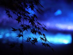 Preview wallpaper branches, leaves, maple, silhouettes, blue, dark