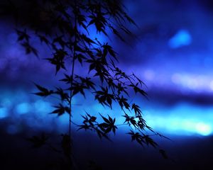 Preview wallpaper branches, leaves, maple, silhouettes, blue, dark