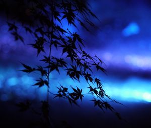 Preview wallpaper branches, leaves, maple, silhouettes, blue, dark