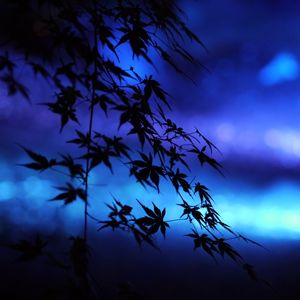 Preview wallpaper branches, leaves, maple, silhouettes, blue, dark