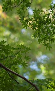 Preview wallpaper branches, leaves, nature