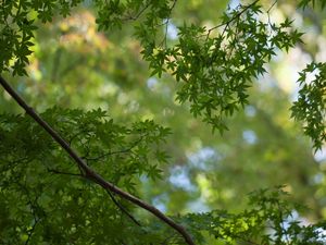 Preview wallpaper branches, leaves, nature