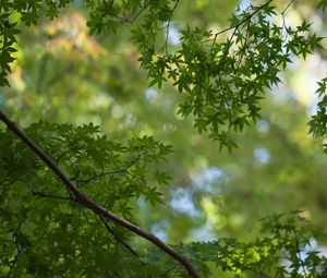 Preview wallpaper branches, leaves, nature