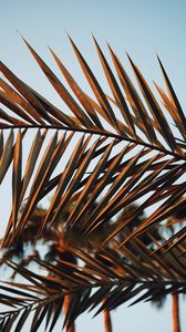 Preview wallpaper branches, leaves, palm, plant