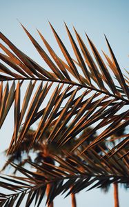 Preview wallpaper branches, leaves, palm, plant