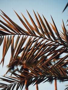 Preview wallpaper branches, leaves, palm, plant