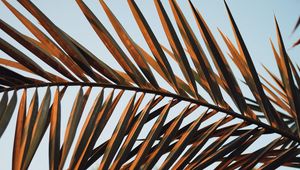 Preview wallpaper branches, leaves, palm, plant