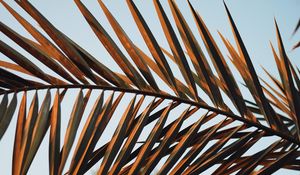 Preview wallpaper branches, leaves, palm, plant