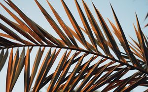 Preview wallpaper branches, leaves, palm, plant