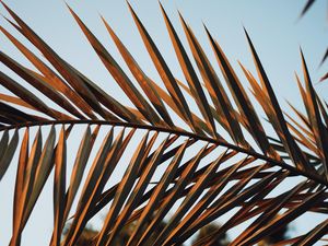 Preview wallpaper branches, leaves, palm, plant