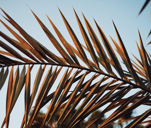 Preview wallpaper branches, leaves, palm, plant