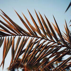 Preview wallpaper branches, leaves, palm, plant