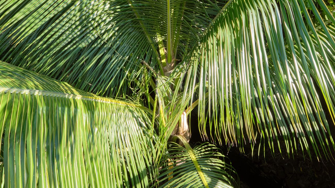 Wallpaper branches, leaves, palm tree, shadow, nature
