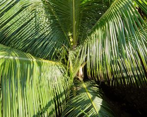 Preview wallpaper branches, leaves, palm tree, shadow, nature