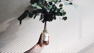 Preview wallpaper branches, leaves, plant