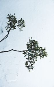 Preview wallpaper branches, leaves, plant, wall, white