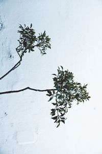 Preview wallpaper branches, leaves, plant, wall, white
