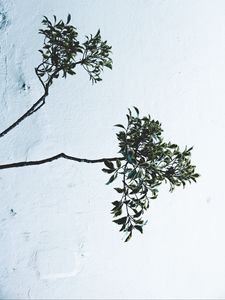 Preview wallpaper branches, leaves, plant, wall, white