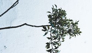 Preview wallpaper branches, leaves, plant, wall, white