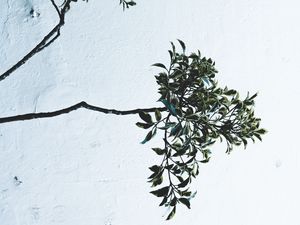 Preview wallpaper branches, leaves, plant, wall, white