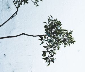 Preview wallpaper branches, leaves, plant, wall, white