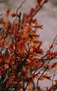 Preview wallpaper branches, leaves, plant, bush