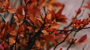 Preview wallpaper branches, leaves, plant, bush