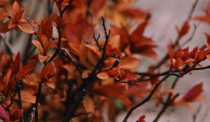 Preview wallpaper branches, leaves, plant, bush